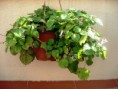 /album/plantas/planta-del-dinero-jpg/